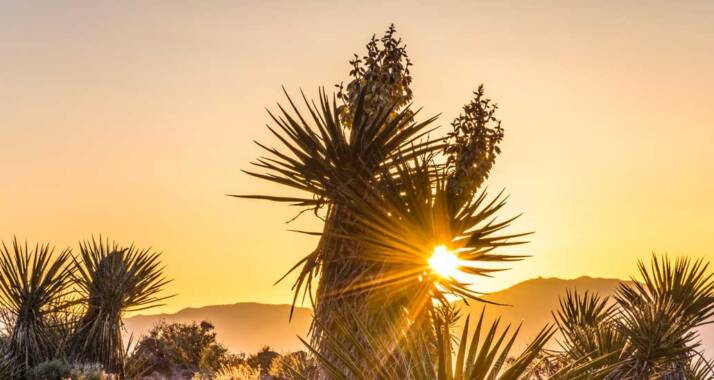 Mohave desert yucca