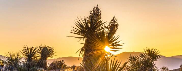 Mohave desert yucca